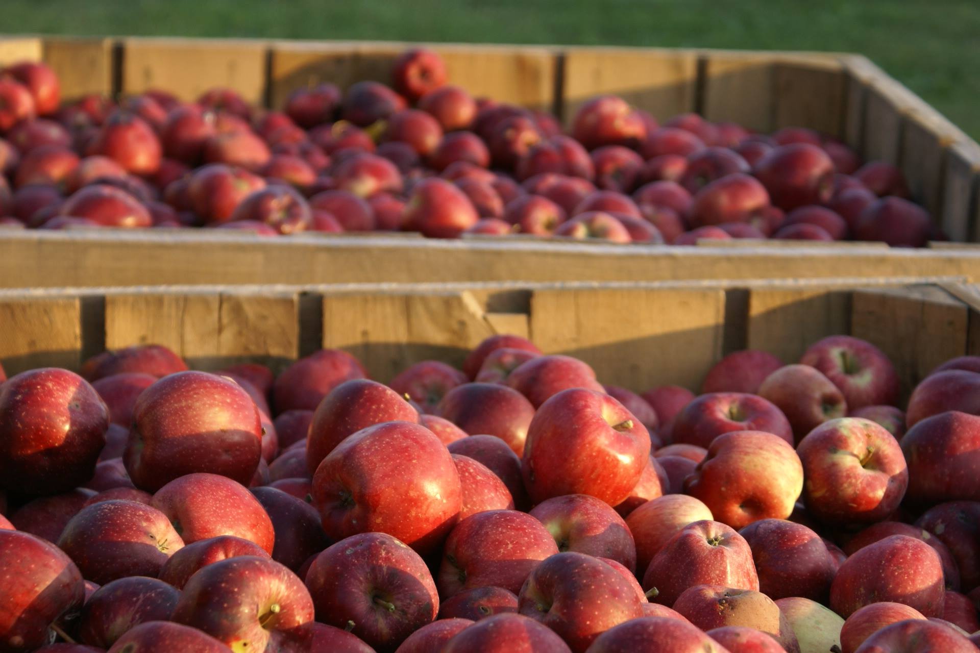 Gala Apples (Local – Not Organic) - Green Heron Farm