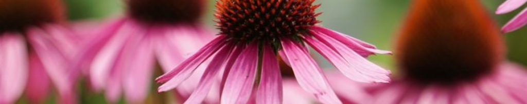 Rustic Roots Sanctuary - Known & Grown STL