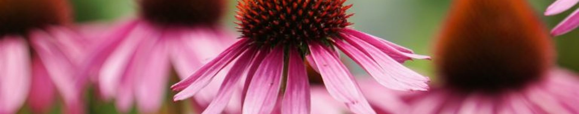 Rustic Roots Sanctuary - Known & Grown STL