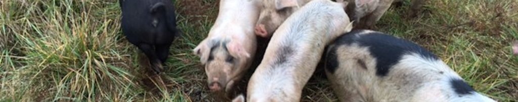 Three Spring Farms - Known & Grown STL